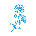 Arnica