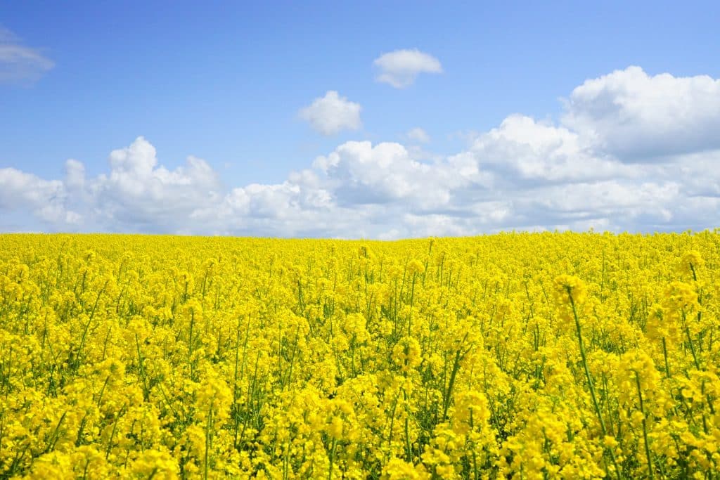 landscape nature flowers summer 46164