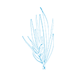 palmarosa