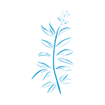 verveine